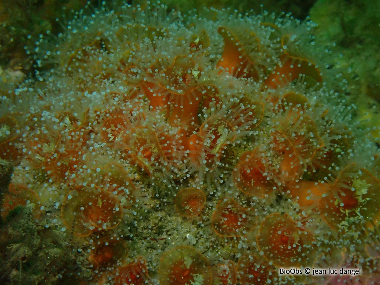 Anémone bijou - Corynactis viridis - jean luc dangel - BioObs