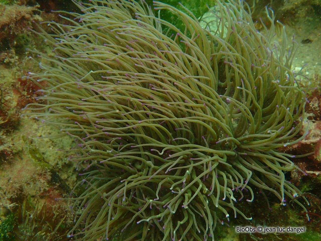 Anémone verte - Anemonia viridis - jean luc dangel - BioObs