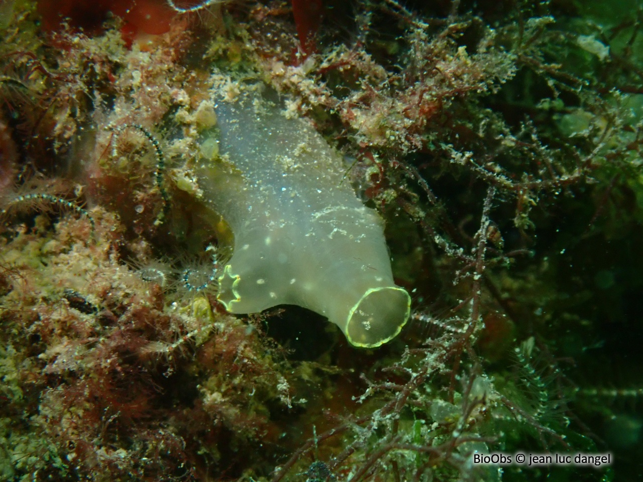 Cione intestinale - Ciona intestinalis - jean luc dangel - BioObs