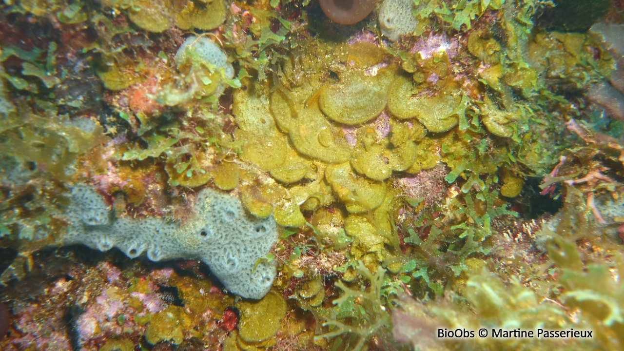 Lobophore variée - Lobophora variegata - Martine Passerieux - BioObs