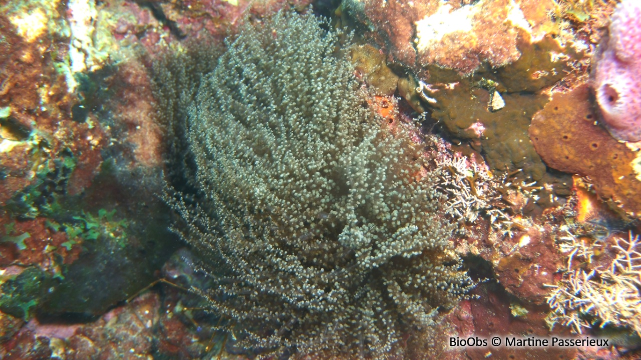 Anémone serpentin - Bartholomea annulata - Martine Passerieux - BioObs