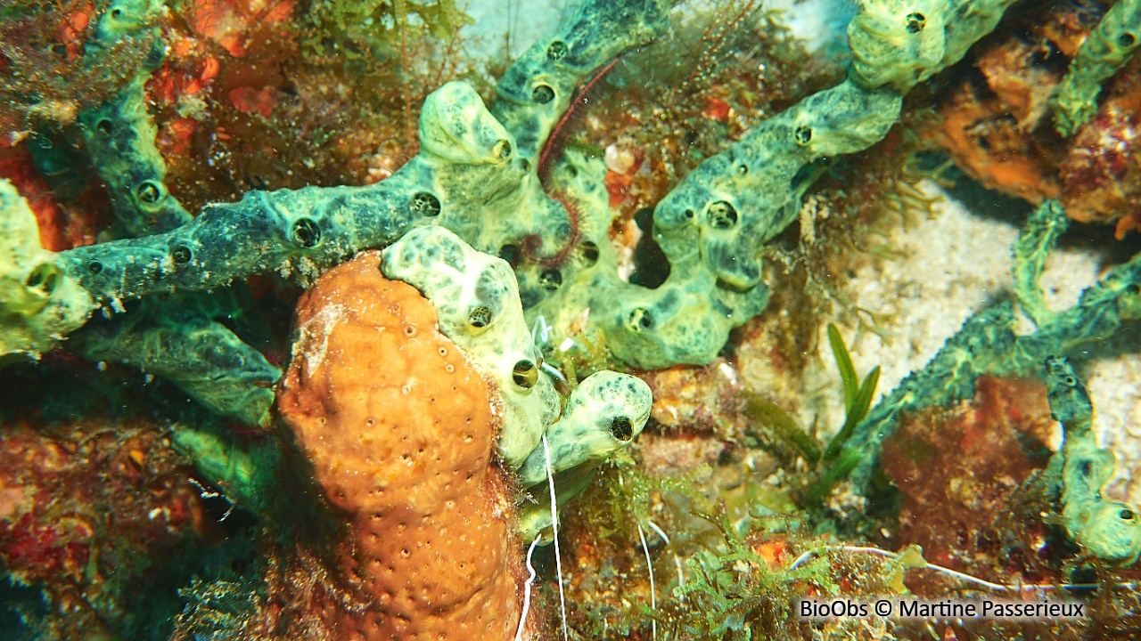 Eponge-corde noire et verte - Iotrochota birotulata - Martine Passerieux - BioObs