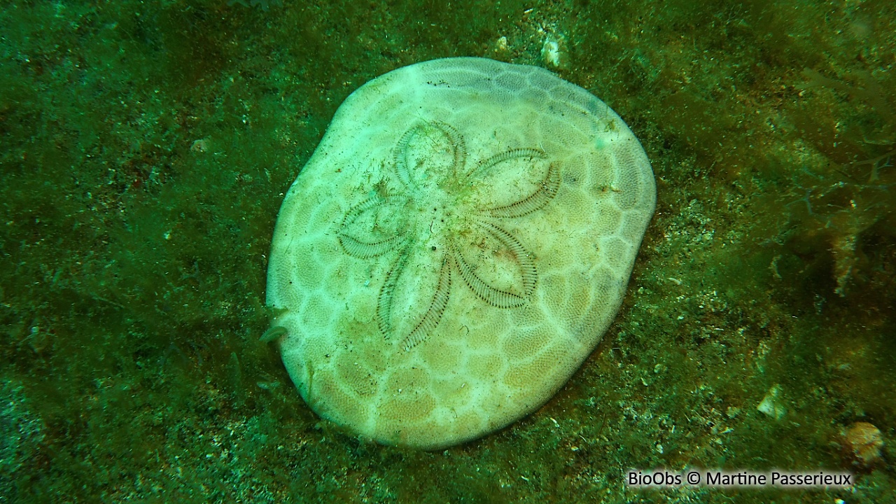 Dollar de sable aplati - Clypeaster subdepressus - Martine Passerieux - BioObs