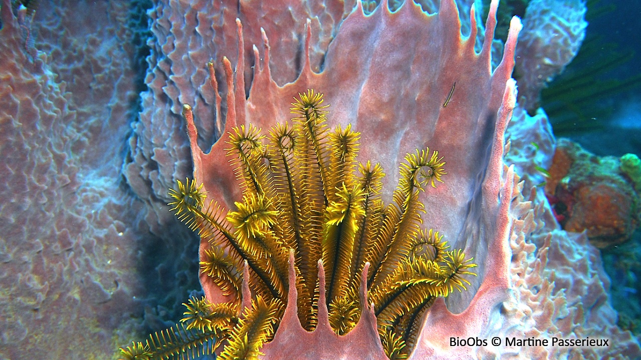 Comatule dorée - Davidaster rubiginosus - Martine Passerieux - BioObs