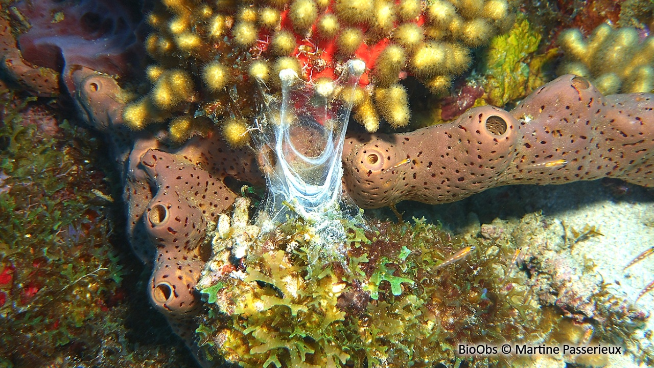 Eponge corne d'élan - Agelas conifera - Martine Passerieux - BioObs