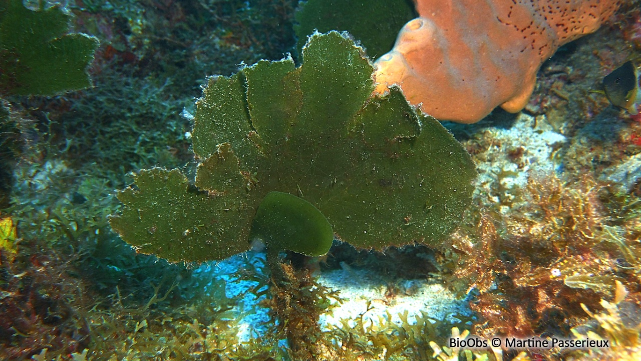 Algue pagaie - Avrainvillea asarifolia - Martine Passerieux - BioObs