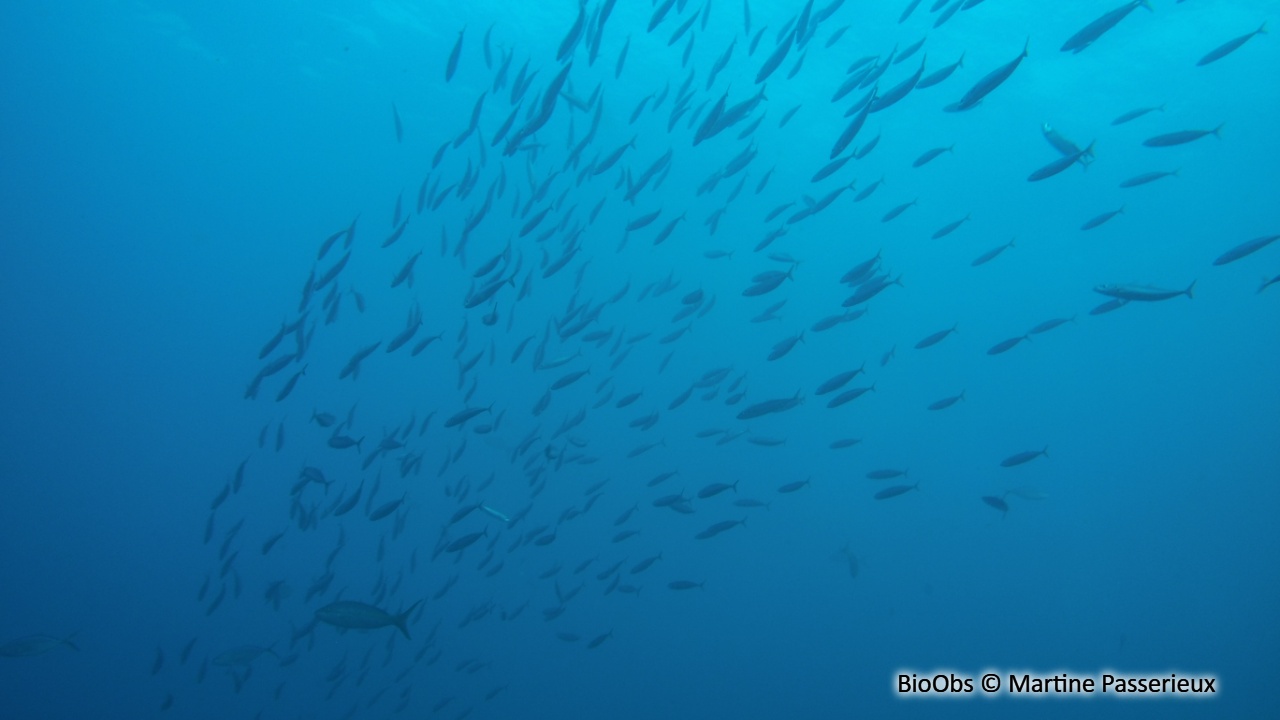 Bogue antillaise - Haemulon vittatum - Martine Passerieux - BioObs