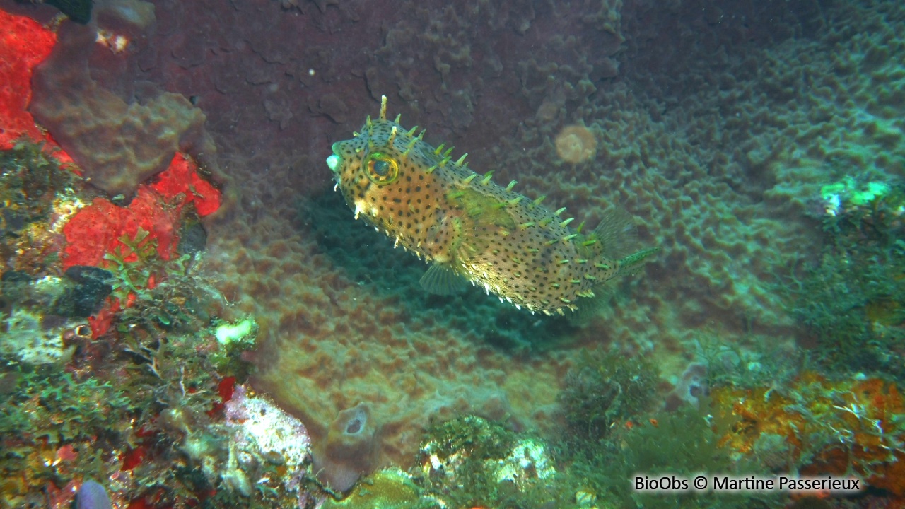 Diodon tacheté - Chilomycterus antennatus - Martine Passerieux - BioObs