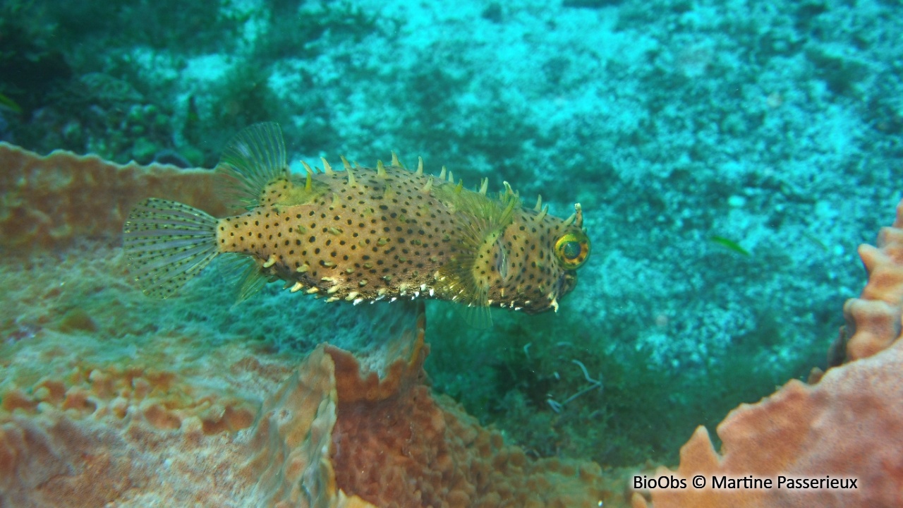 Diodon tacheté - Chilomycterus antennatus - Martine Passerieux - BioObs