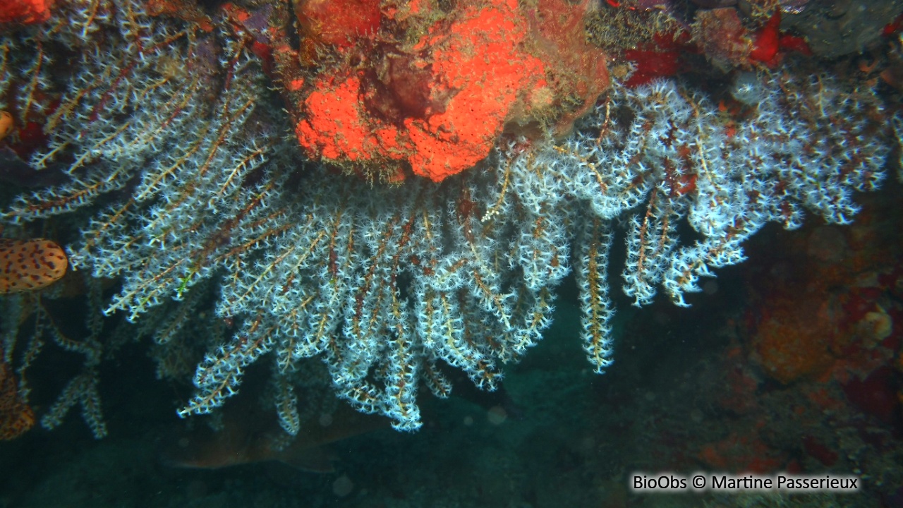 Telesto blanc - Carijoa riisei - Martine Passerieux - BioObs
