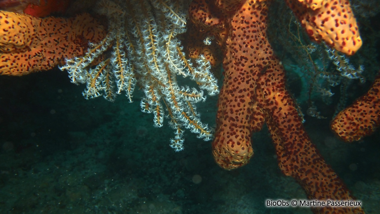Telesto blanc - Carijoa riisei - Martine Passerieux - BioObs
