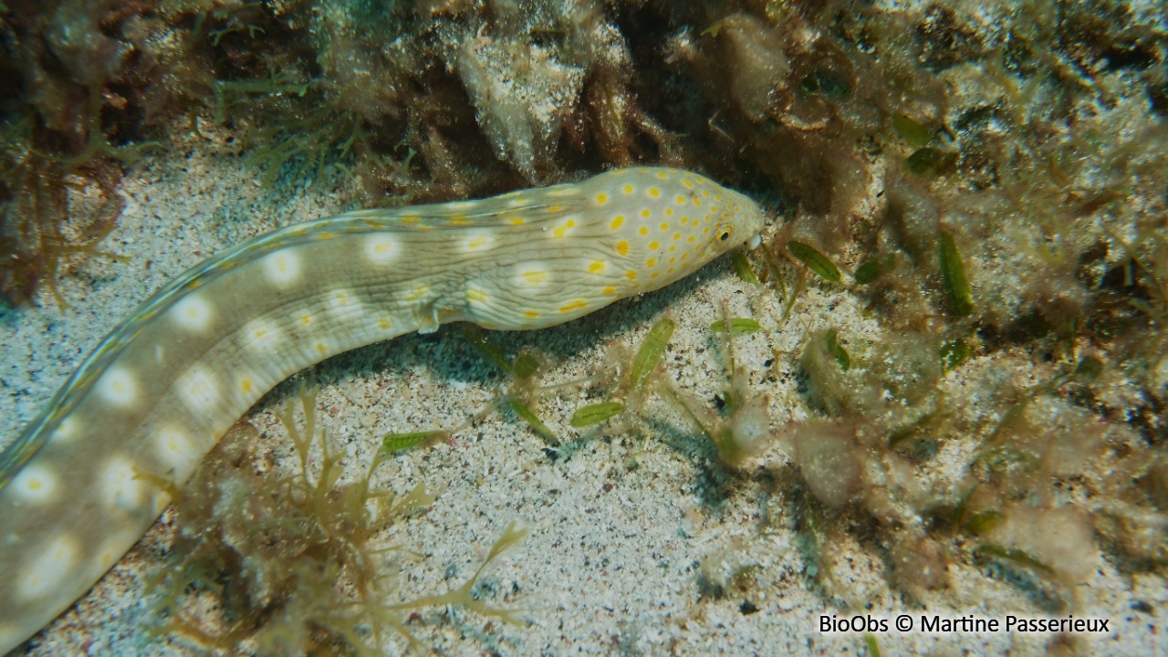 Serpentine dorée - Myrichthys breviceps - Martine Passerieux - BioObs