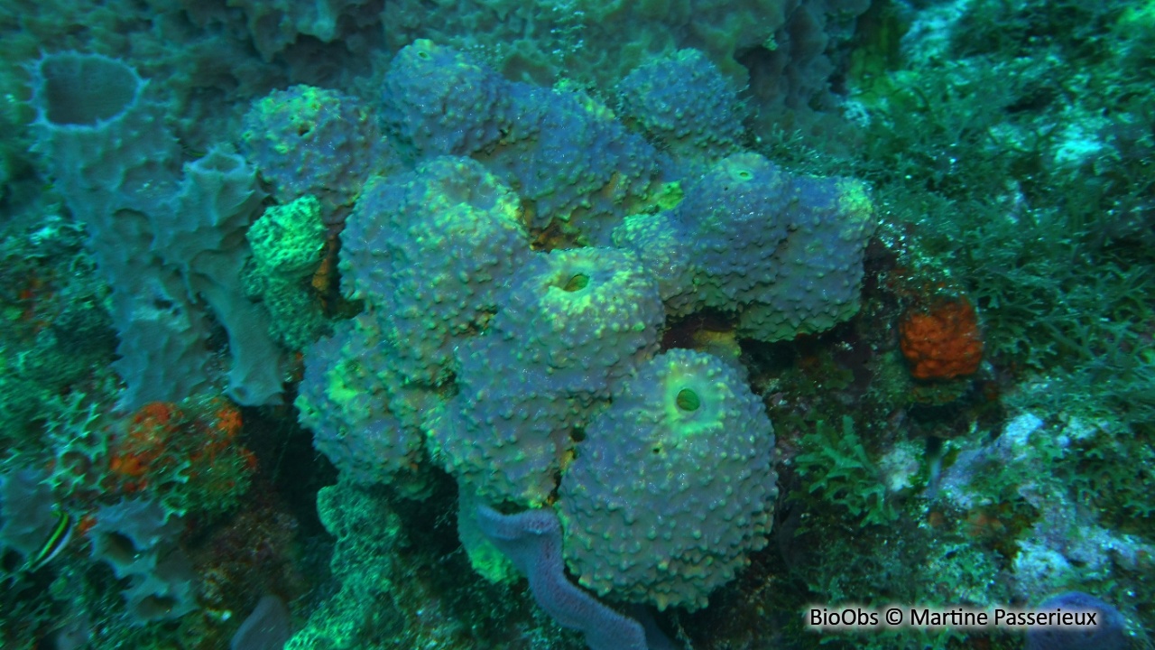 Eponge multicolore - Aiolochroia crassa - Martine Passerieux - BioObs