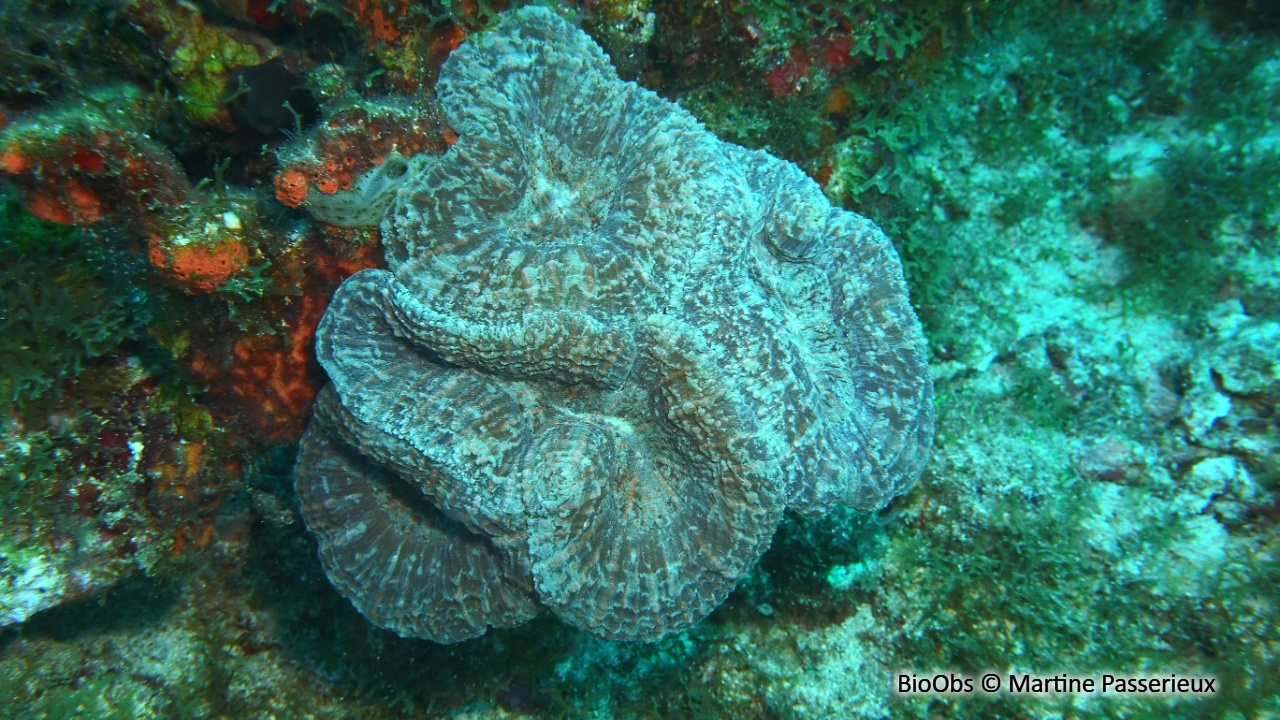 Corail-fleur épineux - Mussa angulosa - Martine Passerieux - BioObs
