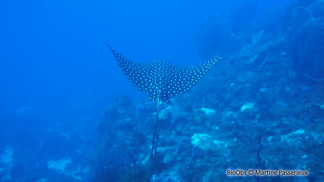 Raie léopard - Aetobatus narinari - Martine Passerieux - BioObs