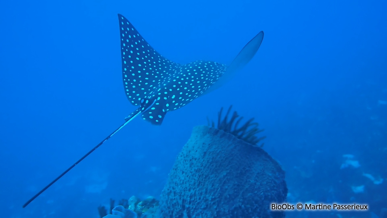 Raie léopard - Aetobatus narinari - Martine Passerieux - BioObs