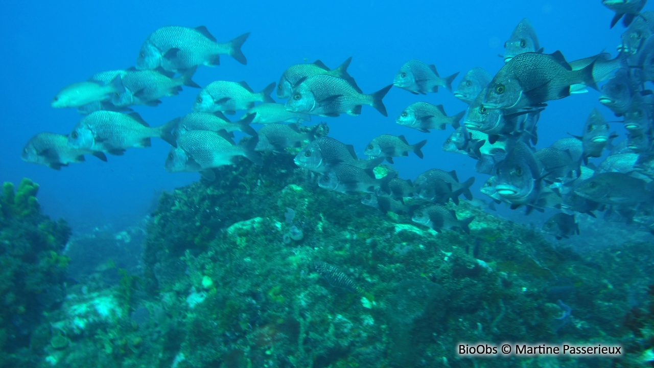 Lippu croupia - Anisotremus surinamensis - Martine Passerieux - BioObs