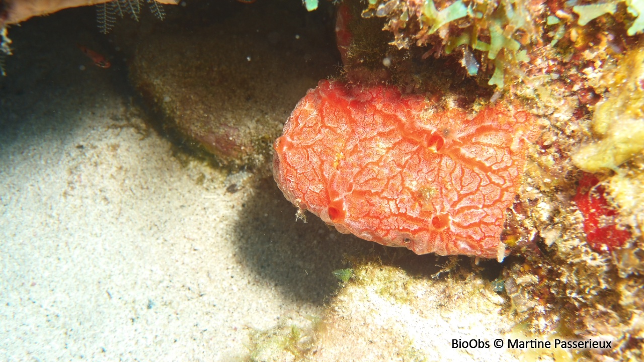 Eponge-cerveau rouge - Monanchora arbuscula - Martine Passerieux - BioObs