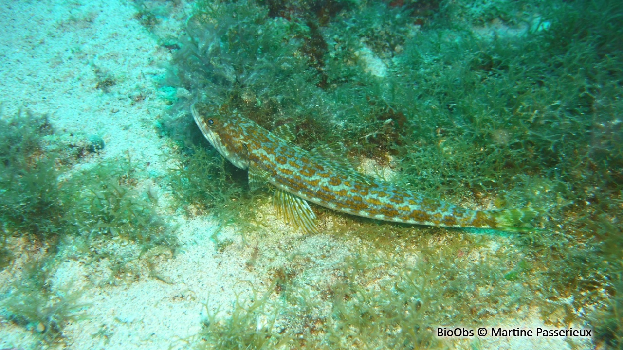 Anoli de sable - Synodus intermedius - Martine Passerieux - BioObs