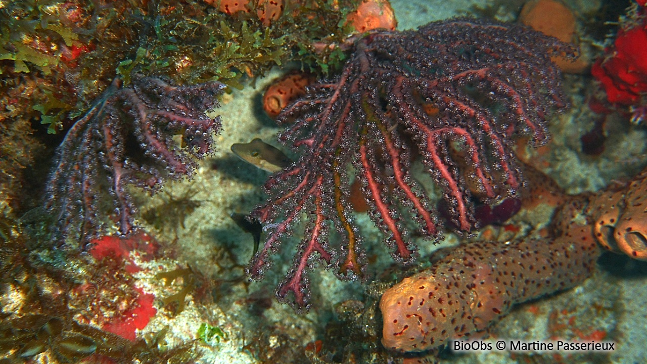 Gorgone rousse - Iciligorgia schrammi - Martine Passerieux - BioObs