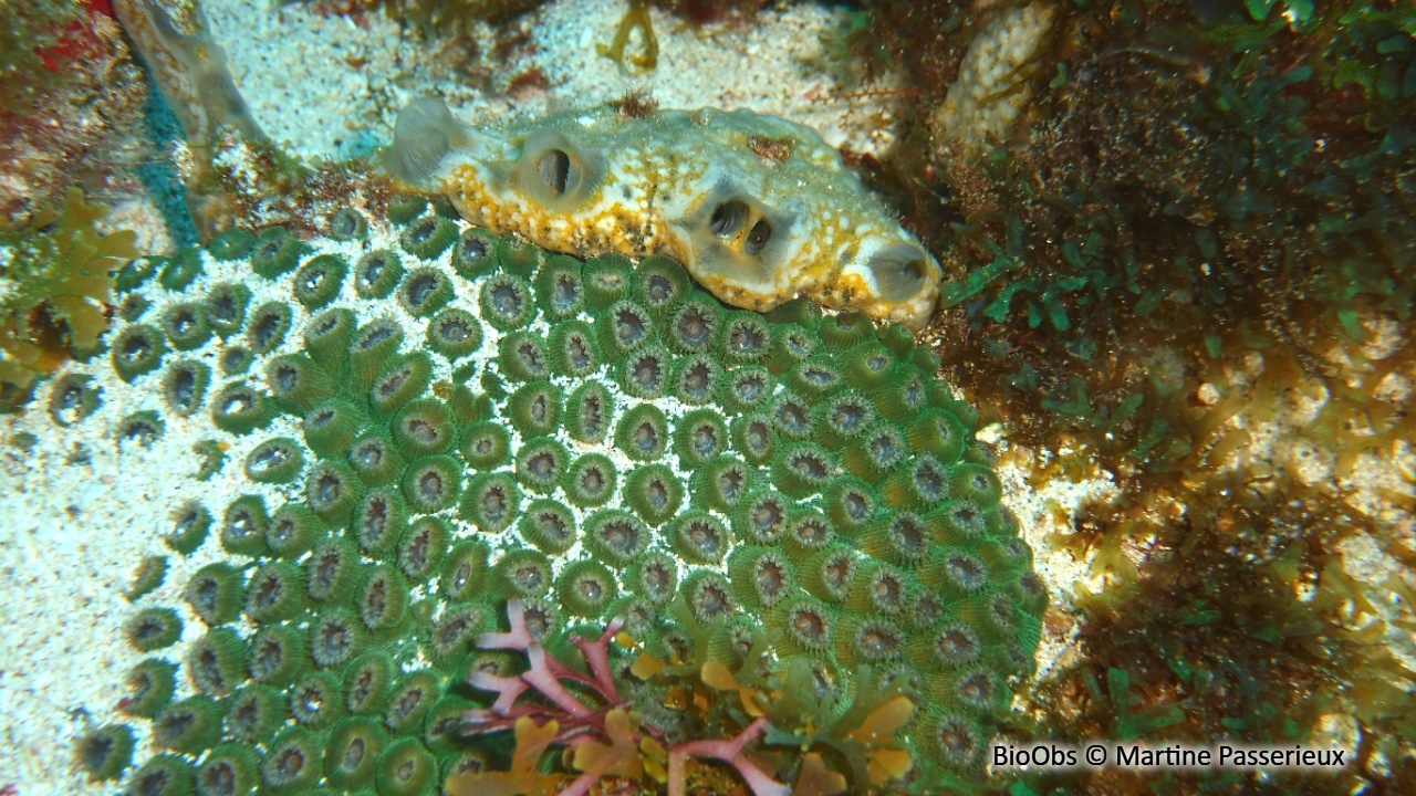 Grand corail étoilé - Montastraea cavernosa - Martine Passerieux - BioObs