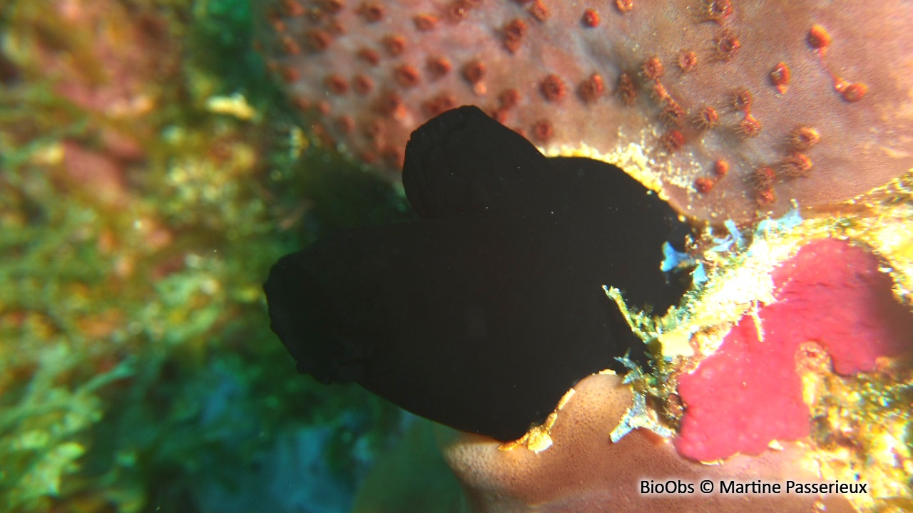 Ascidie noire lisse - Phallusia nigra - Martine Passerieux - BioObs
