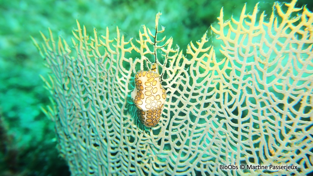 Gorgone de Maria - Gorgonia mariae - Martine Passerieux - BioObs