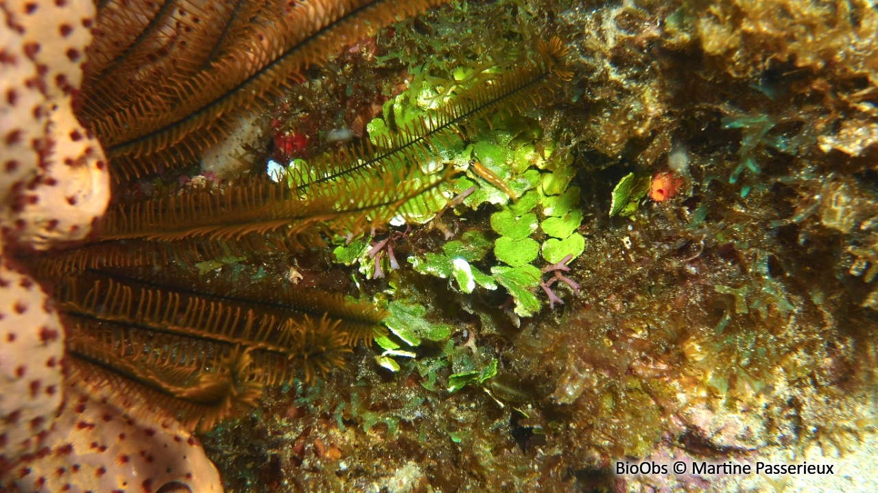 Halimede Caraibes - Halimeda copiosa - Martine Passerieux - BioObs