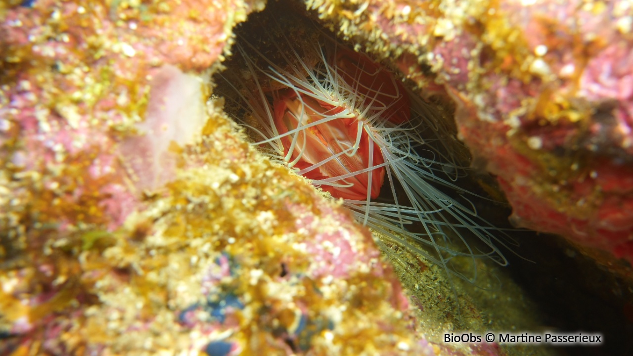 Lime rêche - Ctenoides scaber - Martine Passerieux - BioObs