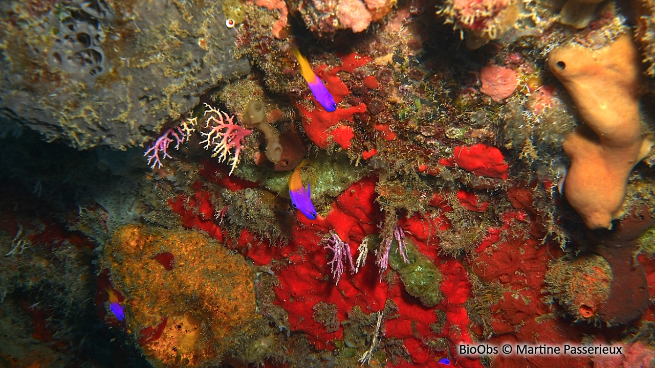 Gramma royal - Gramma loreto - Martine Passerieux - BioObs