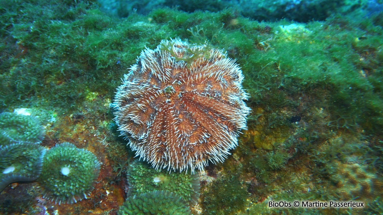 Oursin blanc - Tripneustes ventricosus - Martine Passerieux - BioObs