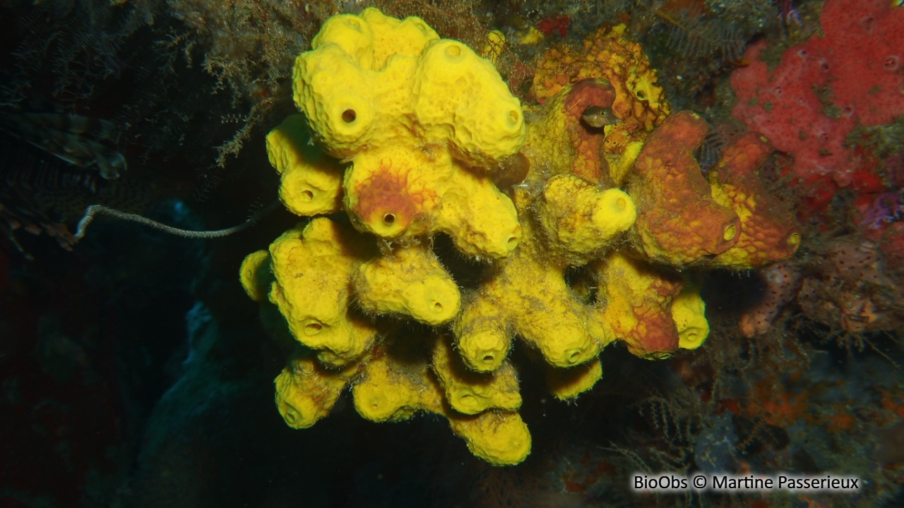 Eponge multicolore - Aiolochroia crassa - Martine Passerieux - BioObs