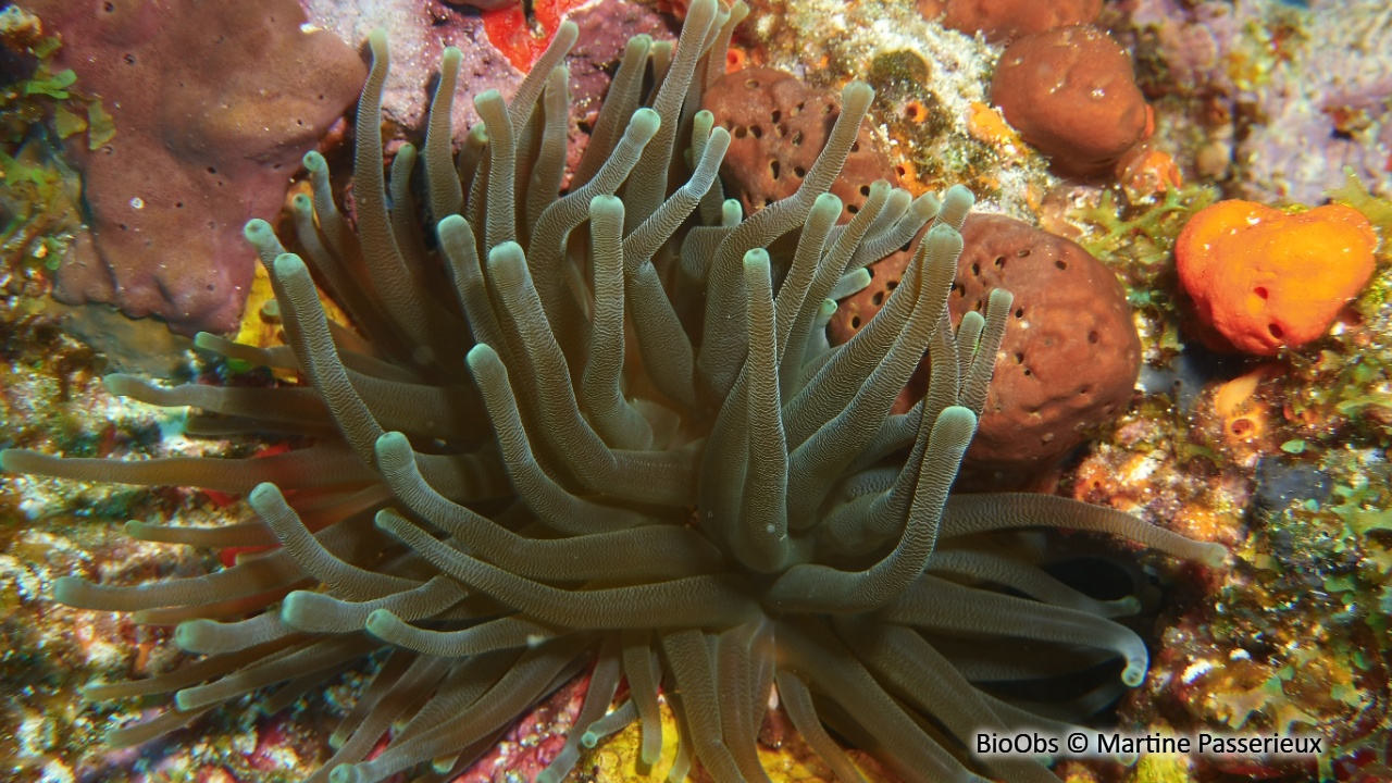 Anémone géante des antilles - Condylactis gigantea - Martine Passerieux - BioObs