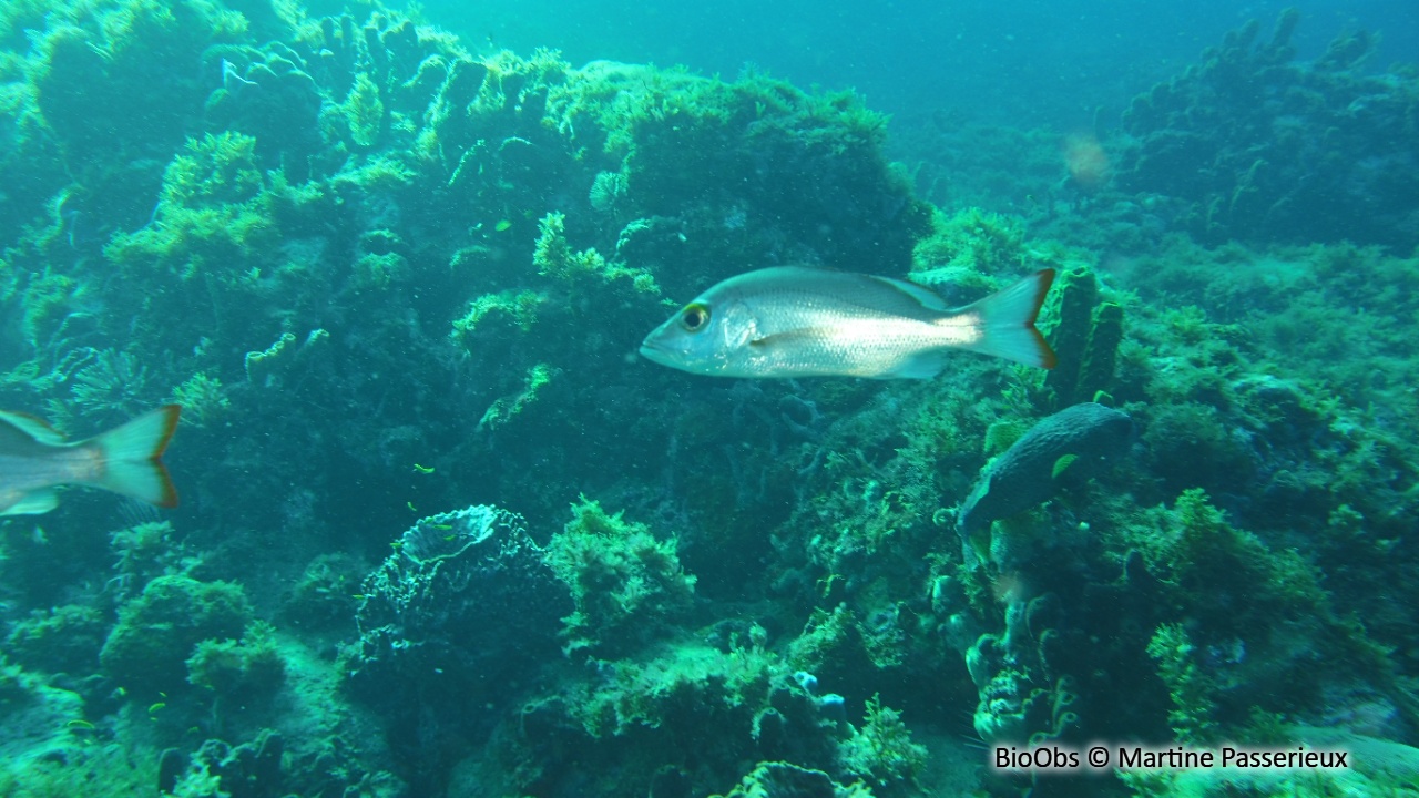 Pagre mahogoni - Lutjanus mahogoni - Martine Passerieux - BioObs