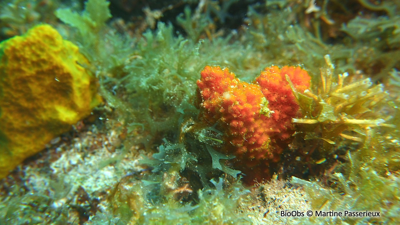 Axinelle rouge-orange - Ptilocaulis walpersii - Martine Passerieux - BioObs