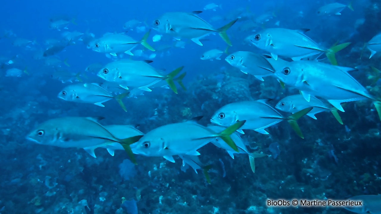 Carangue gros-yeux - Caranx latus - Martine Passerieux - BioObs