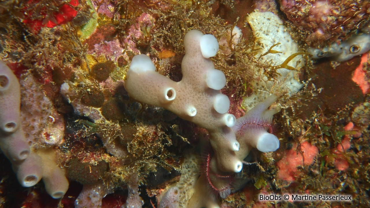 Eponge-pieuvre mauve rose - Callyspongia (Callyspongia) fallax - Martine Passerieux - BioObs