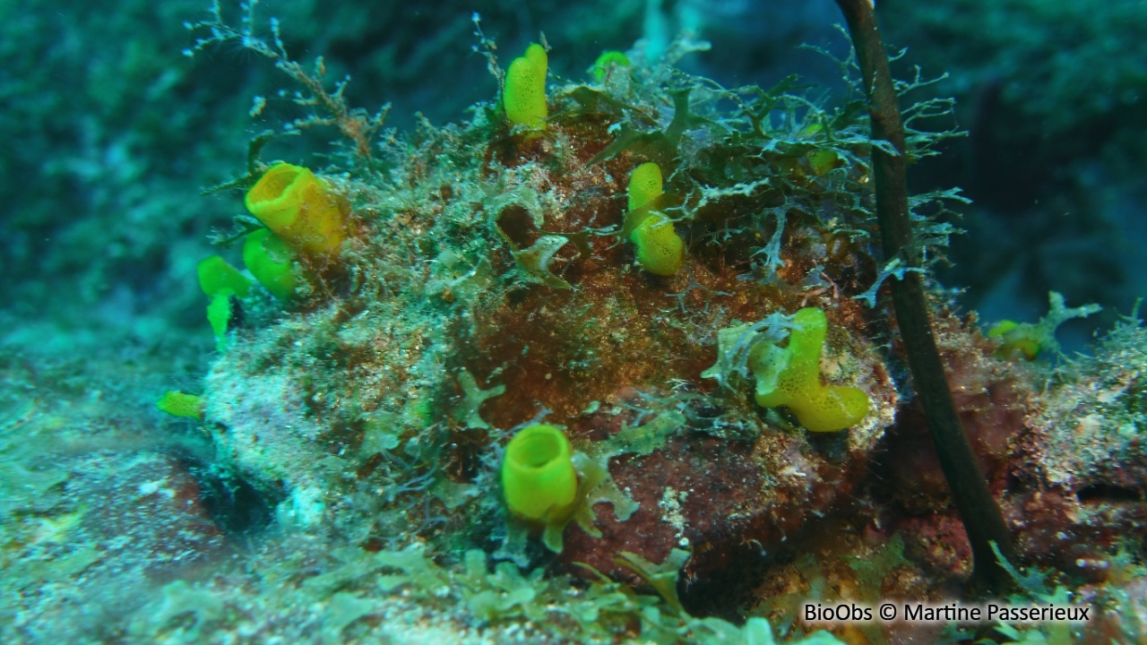 Eponge perforante jaune - Siphonodictyon coralliphagum - Martine Passerieux - BioObs