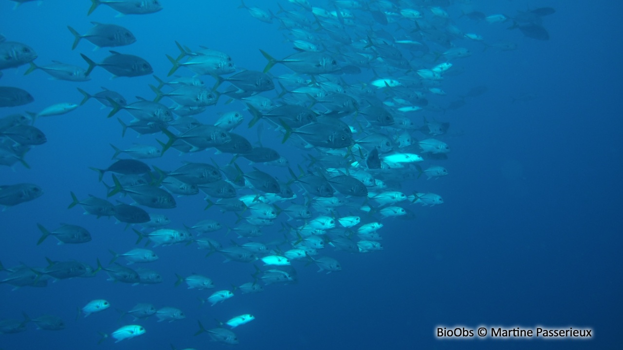 Carangue gros-yeux - Caranx latus - Martine Passerieux - BioObs