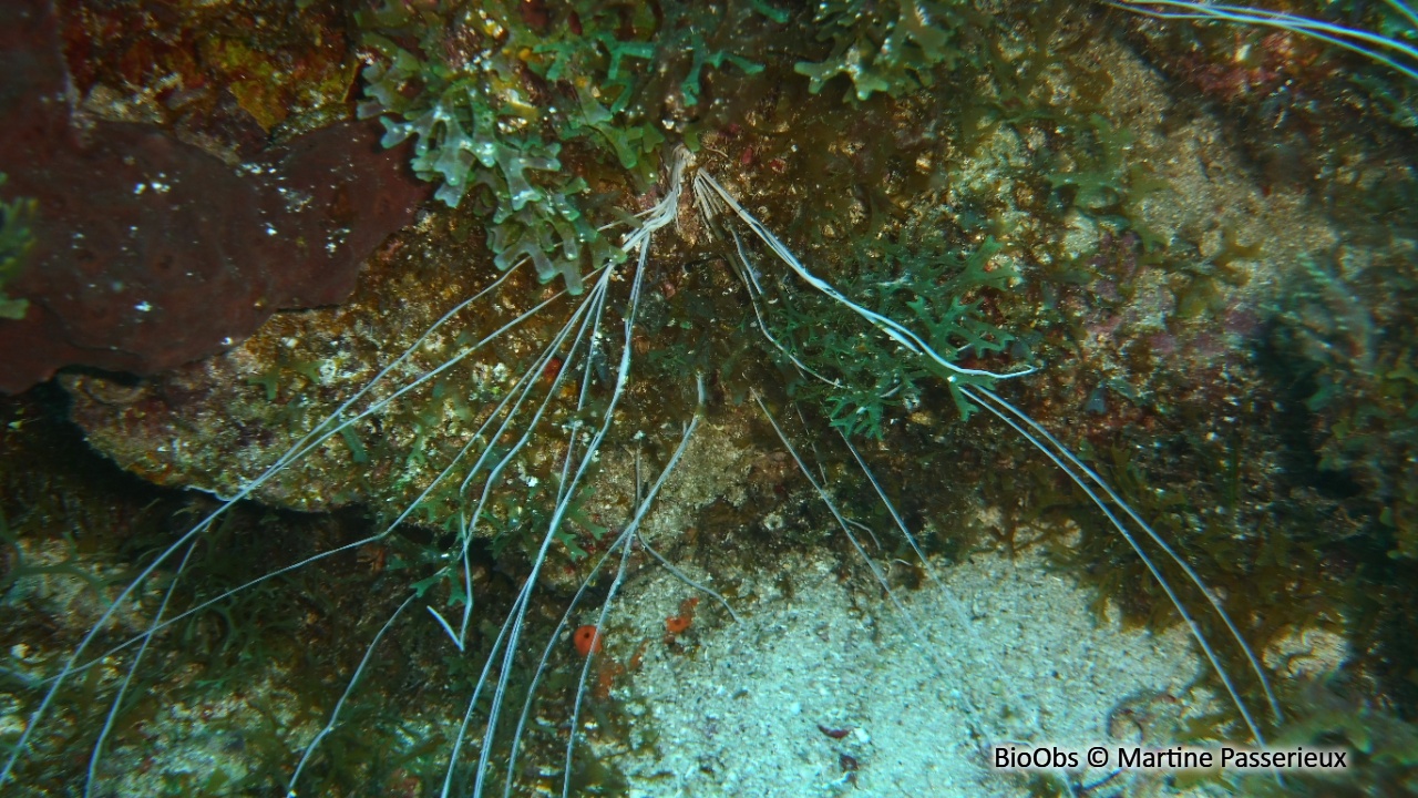 Térébelle spaghetti - Eupolymnia crassicornis - Martine Passerieux - BioObs