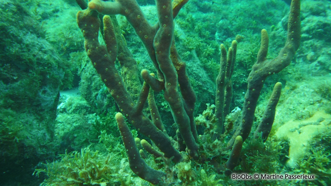 Eponge-corde à pores alignés - Aplysina cauliformis - Martine Passerieux - BioObs