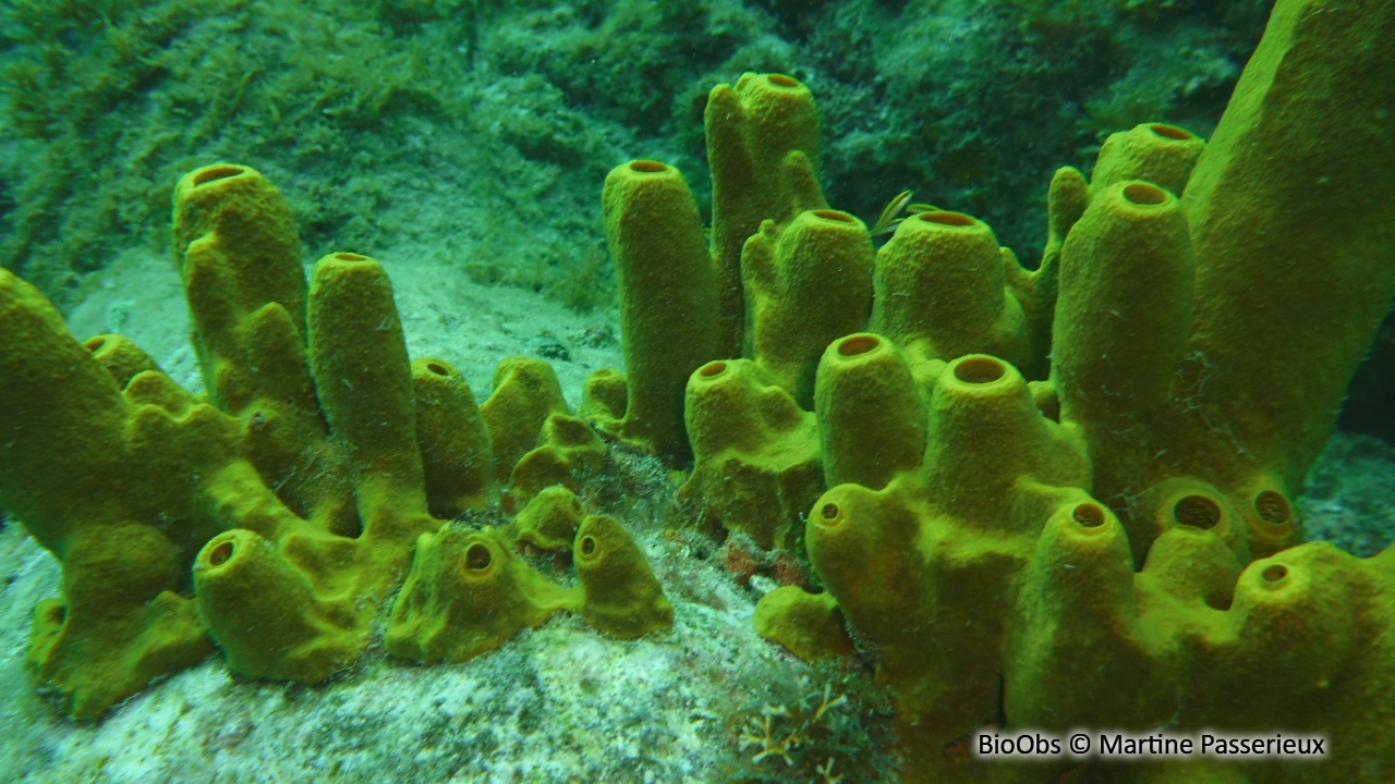 Eponge tuyau d'orgue - Aplysina fistularis - Martine Passerieux - BioObs