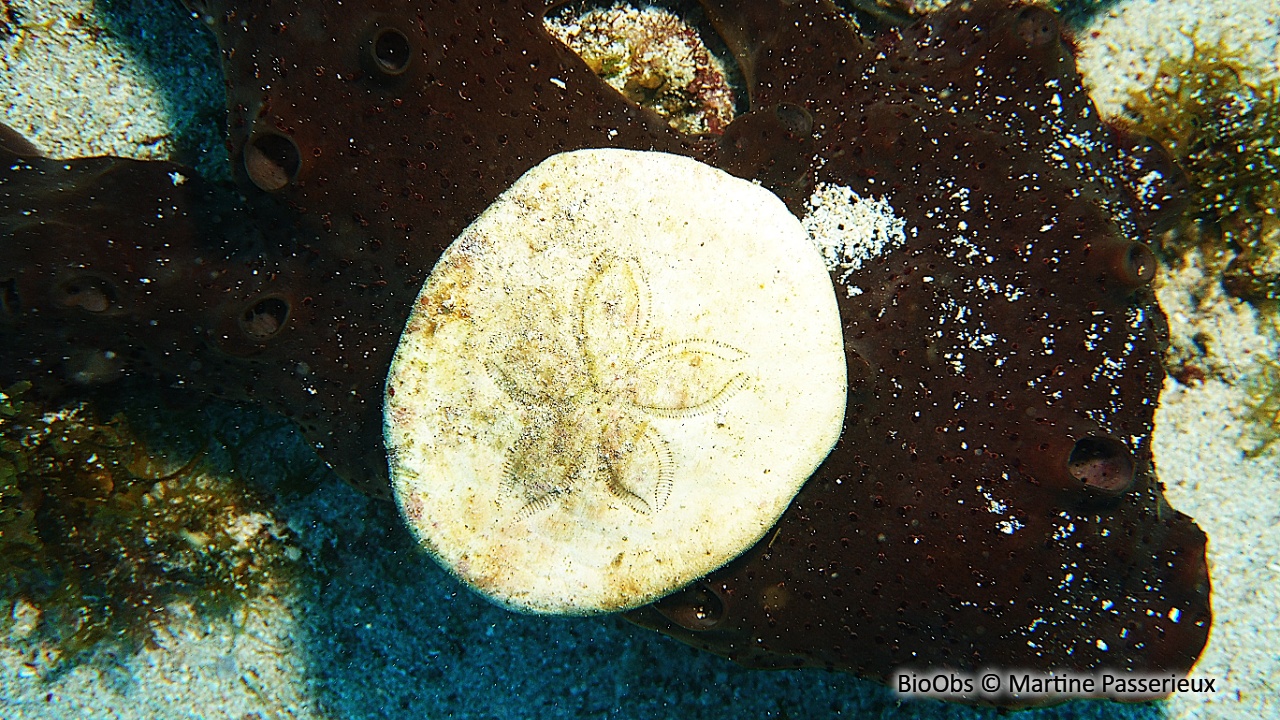 Dollar de sable aplati - Clypeaster subdepressus - Martine Passerieux - BioObs