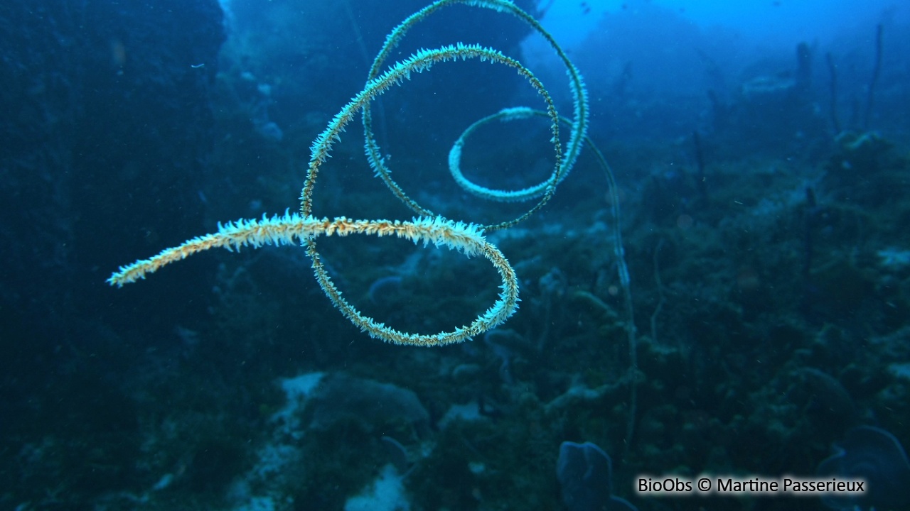 Corail fil de fer - Stichopathes luetkeni - Martine Passerieux - BioObs