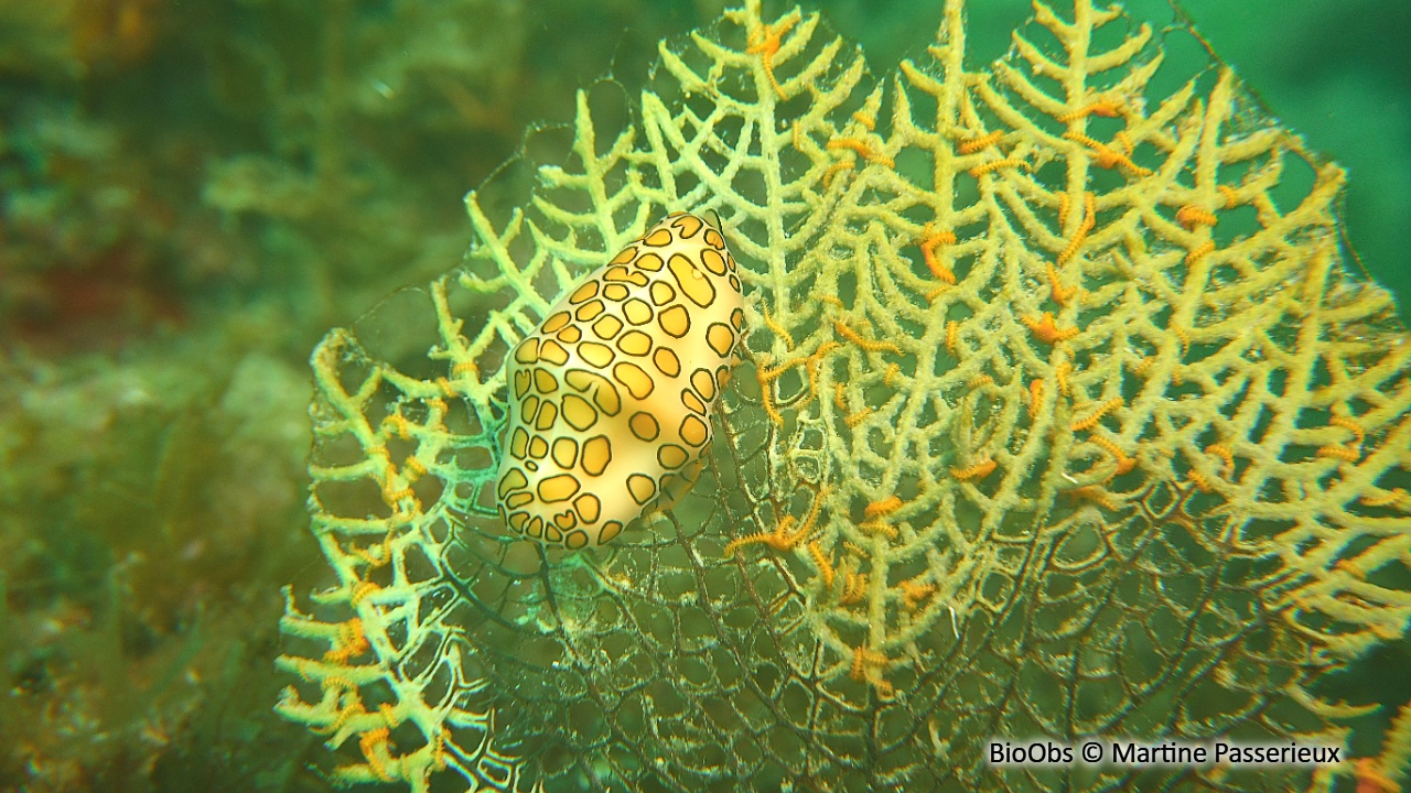 Monnaie caraïbe à ocelles - Cyphoma gibbosum - Martine Passerieux - BioObs