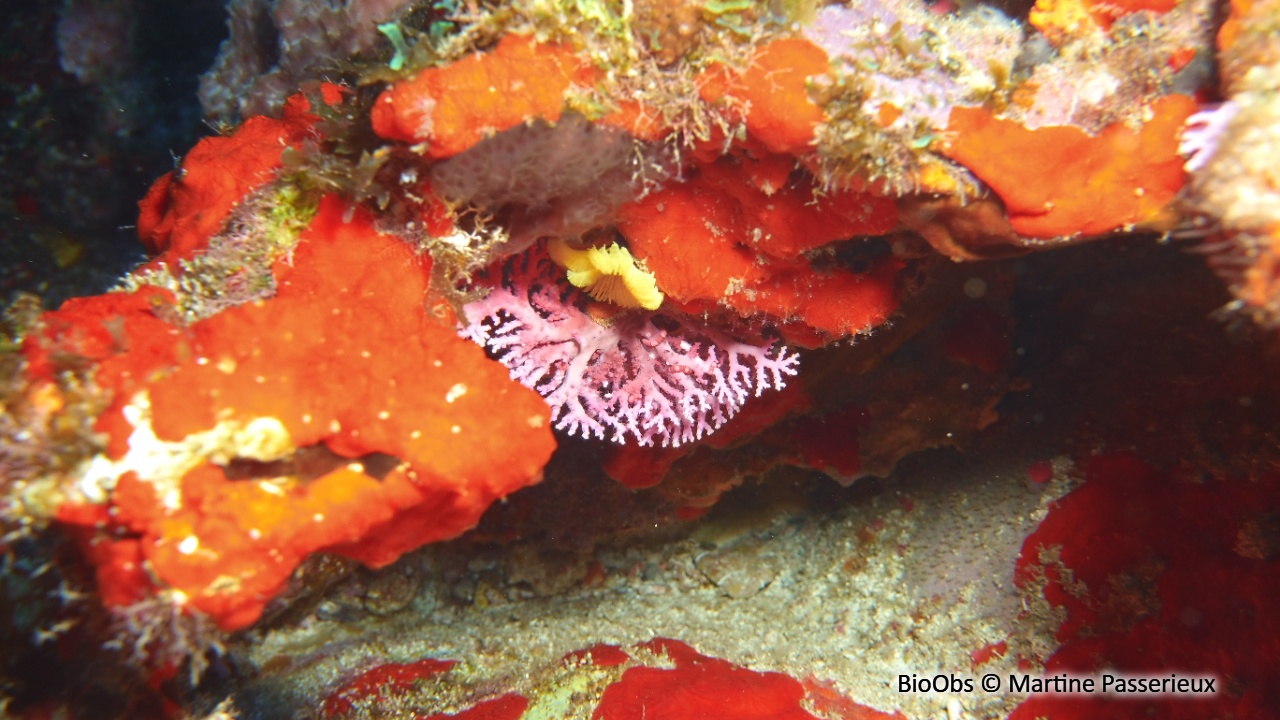 Corail dentelle rose - Stylaster roseus - Martine Passerieux - BioObs