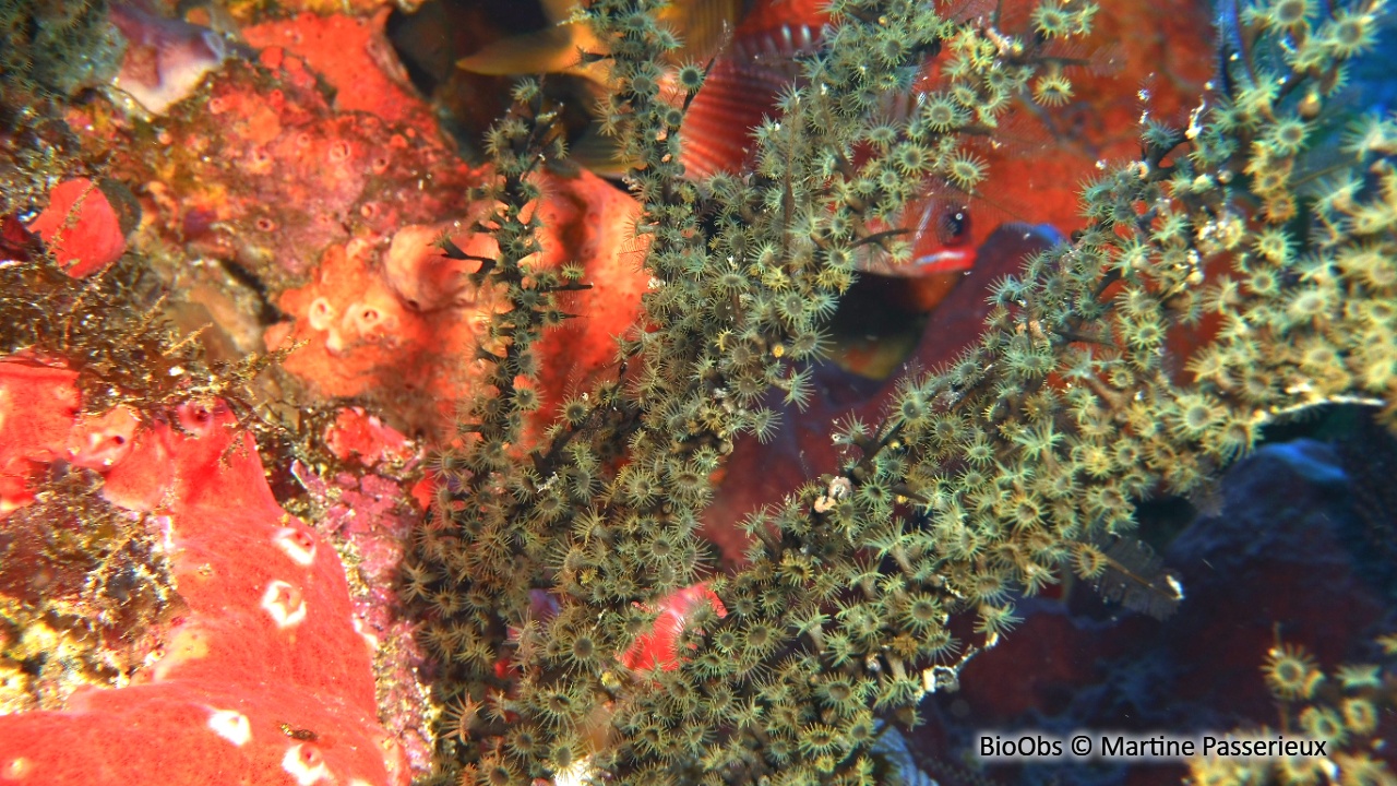 Zoanthaire des hydraires - Hydrozoanthus tunicans - Martine Passerieux - BioObs