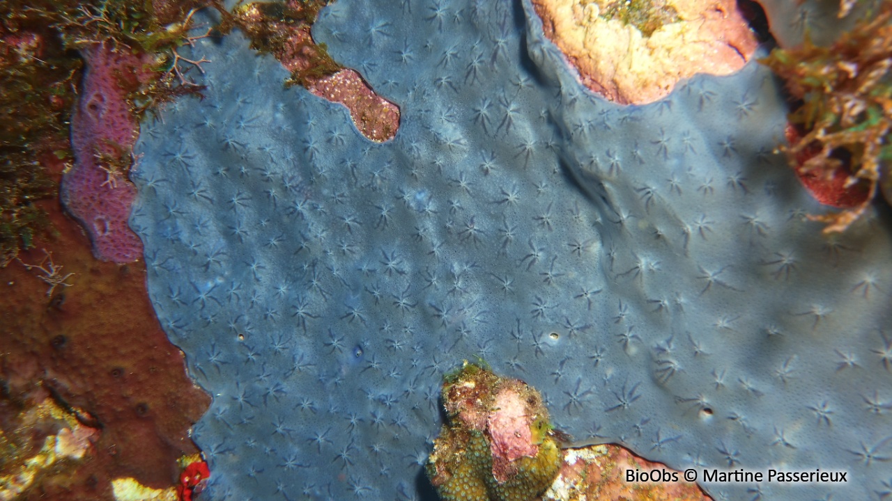 Eponge étoilée bleue - Halisarca caerulea - Martine Passerieux - BioObs
