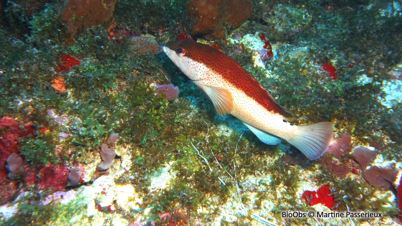 Coné ouatalibi - Cephalopholis fulva - Martine Passerieux - BioObs