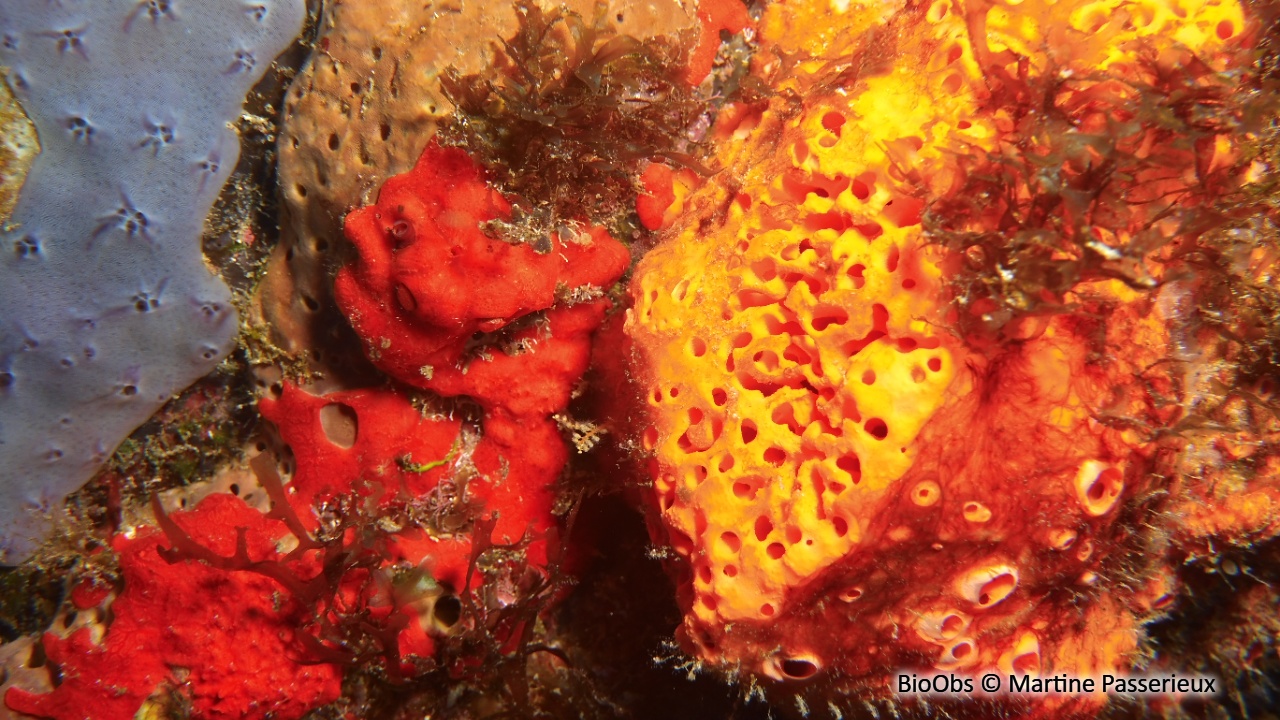 Eponge orange - Agelas clathrodes - Martine Passerieux - BioObs